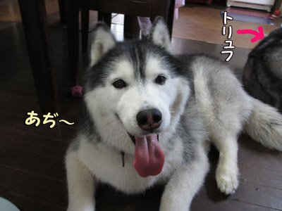 あぢあぢ