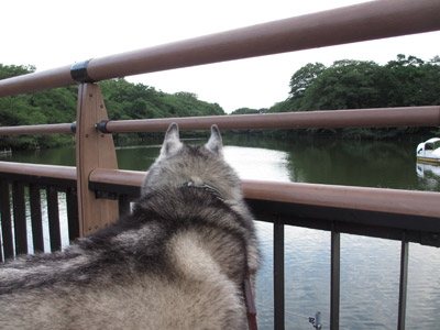 井の頭公園
