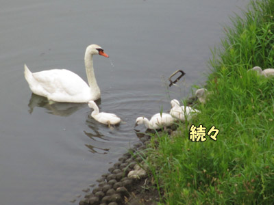 白鳥さん