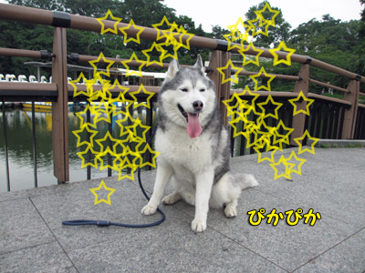 朝の井の頭公園