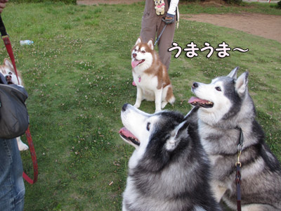 配給待ち
