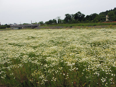 千波公園
