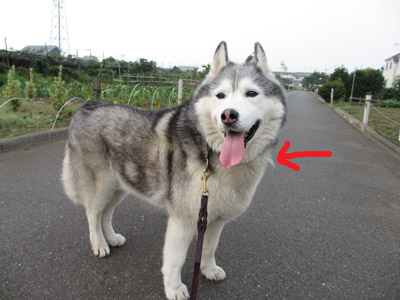 朝の井の頭公園