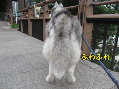 朝の井の頭公園