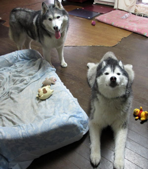 トリュフ&ポトフ