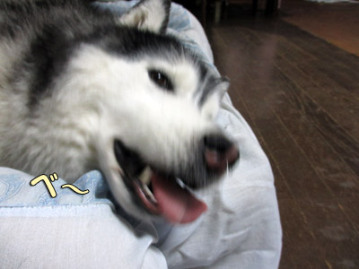 羊毛ドッグ