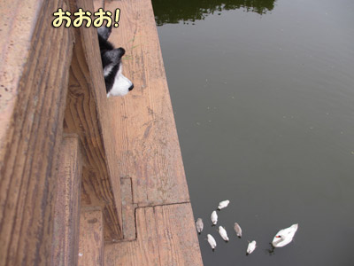 ポトフ