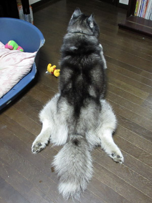 カエル足ぽとふ
