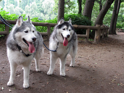 朝の井の頭公園