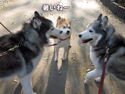 ラッキーちゃん