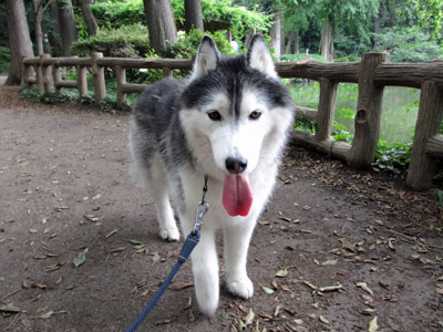 朝の井の頭公園