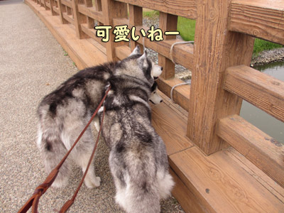 観察中