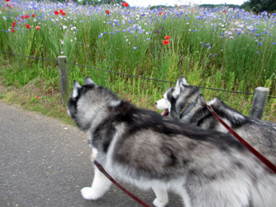 千波公園