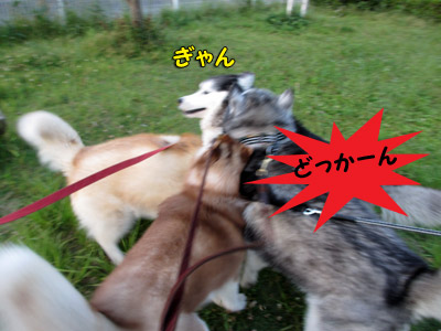 みんなに襲われるポトフ