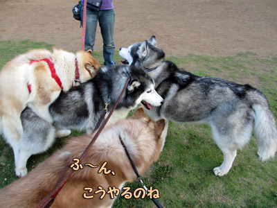 みんなに襲われるポトフ
