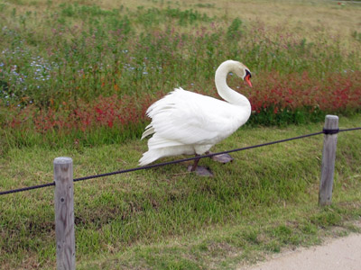 白鳥さん
