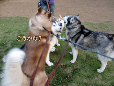 みんなに襲われるポトフ