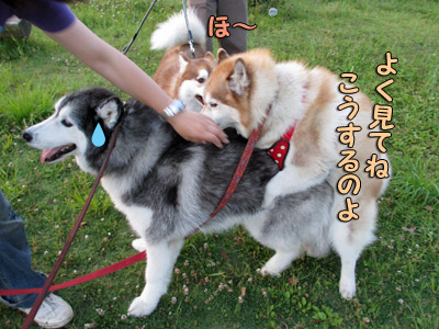 リリーちゃんに乗られるポトフ