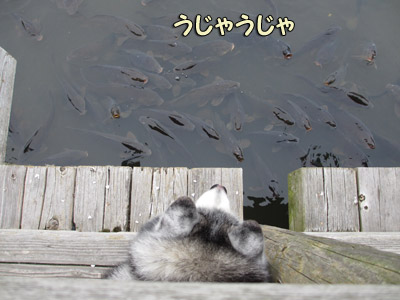 観察中