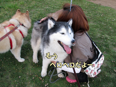 ぼろぼろポトフ