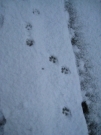 2013-12-14-snjor-hundur.jpg