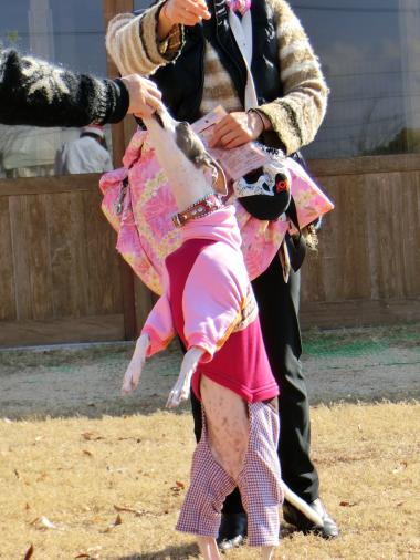 ららちゃん、おやつに踊らされる~♪
