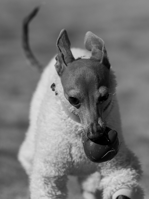 DSC_6248s.jpg