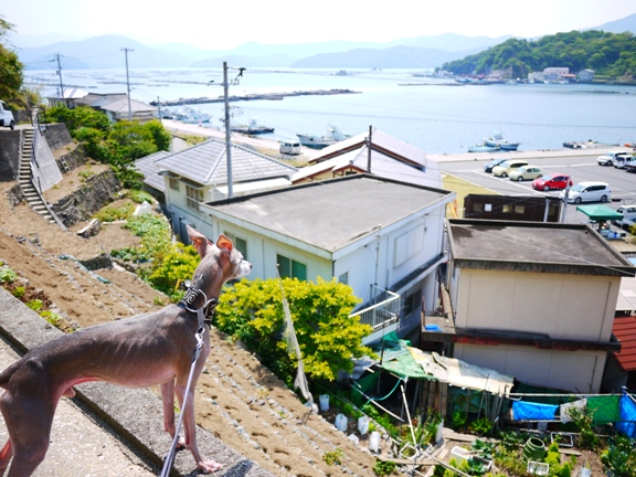 トトも鼻を使って、風を感じていました