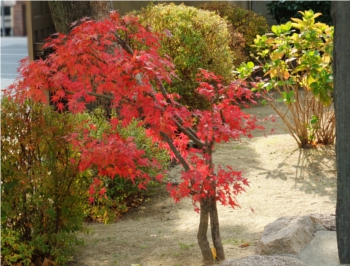 紅葉あ