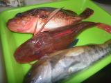 根魚