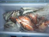 釣果