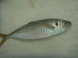 アジ