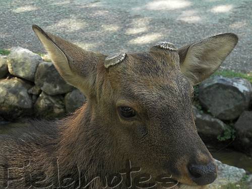 角を切られた奈良公園の鹿