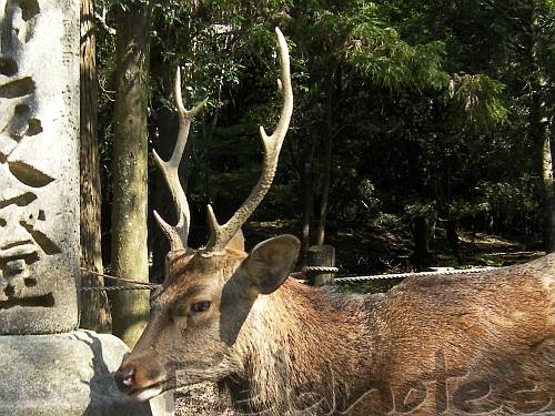 角を切られる前の奈良公園の鹿