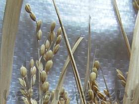 十分乾燥したバケツ稲の稲穂