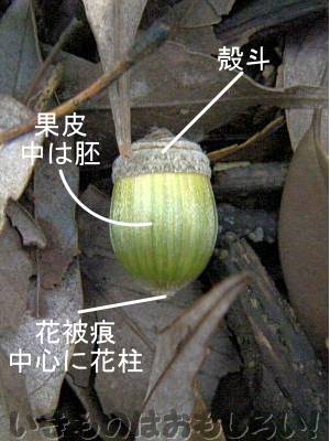 よく見るどんぐりの形