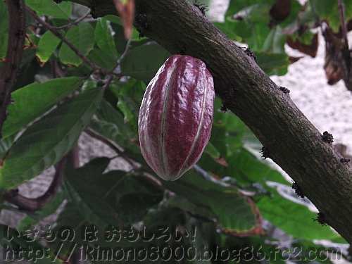 チョコレートとココアの原料になるカカオの実［京都府立植物園2013］