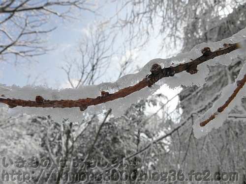 一部が透明な氷になっているロープウエイ駅への道の落葉樹（イチョウ？）