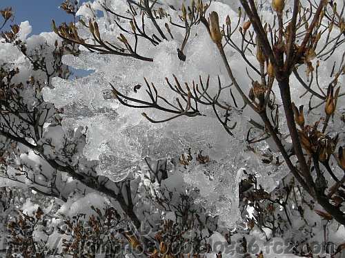 枝の形の氷がついているツツジ園のヤマツツジ