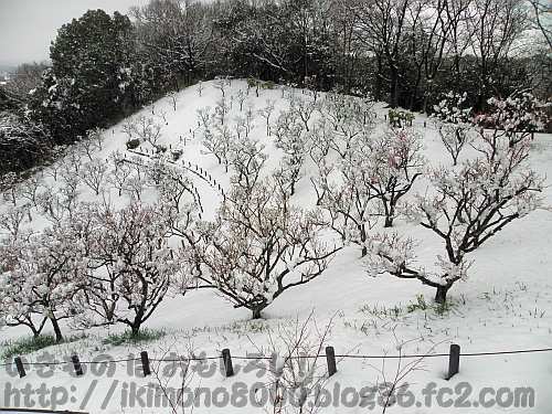 雪の錦織公園梅園