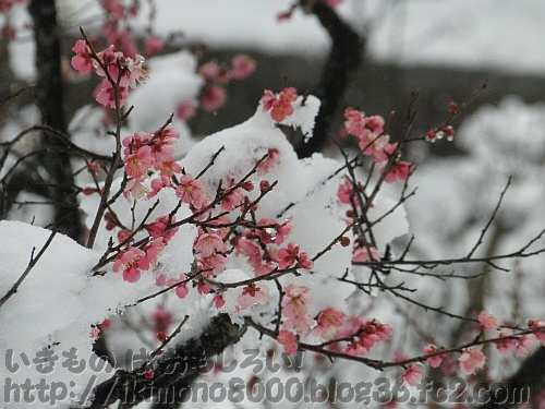 早咲きの紅梅（八重寒紅？）