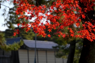 131130gosho001.jpg