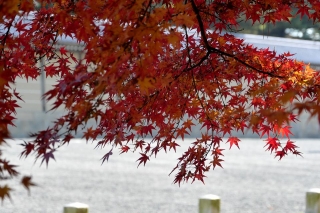 131130gosho003.jpg