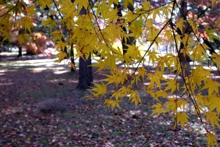 131130gosho005.jpg