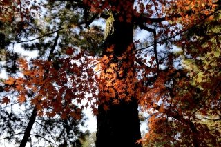 131130gosho006.jpg