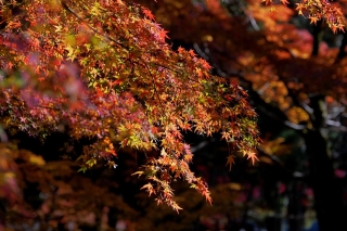 131130gosho008.jpg