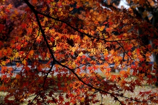 131130gosho010.jpg