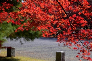 131130gosho011.jpg