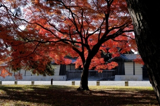 131130gosho015.jpg
