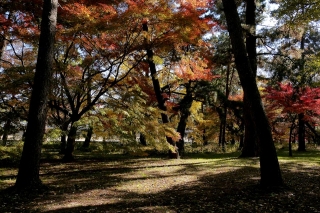 131130gosho018.jpg